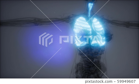 Human Lungs Radiology Exam 59949607