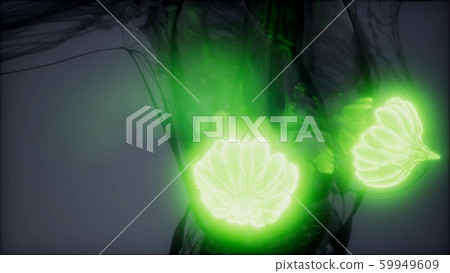 medically accurate illustration of an obese womens 59949609