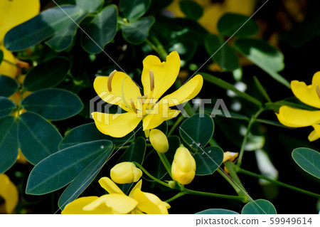 Yellow Kobano Senna (cassia) flowers in Mitaka Nakahara 59949614