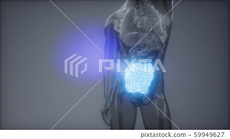 Human Small Intestine Radiology Exam Human Small Intestine Radiology Exam 59949627