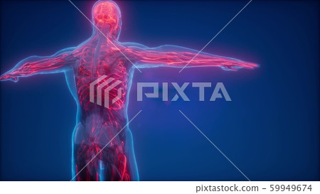 Blood Vessels of Human Body 59949674