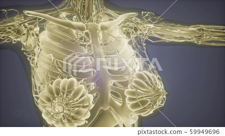 Mammogram radio imaging for breast cancer Mammogram radio imaging for breast cancer 59949696