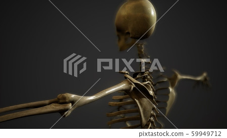 bones of the Human skeleton 59949712