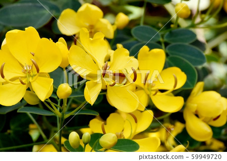Yellow Kobano Senna (cassia) flowers in Mitaka Nakahara Yellow Kobano Senna (cassia) flowers in Mitaka Nakahara 59949720