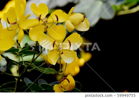 黃色三葉草塞納（決明子）在三鷹中原花 59949755