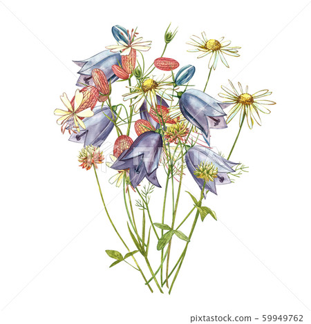Bladder campion and Bells flowers. Watercolor set of drawing cornflowers, floral elements, hand drawn botanical illustration. Good for cosmetics, medicine, treating, aromatherapy, nursing, package 59949762
