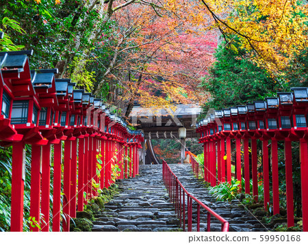 Kifune Shrine in Kyoto in autumn 59950168