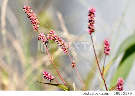 中原三鷹的粉紅色Inutade花 中原三鷹的粉紅色Inutade花 59950179