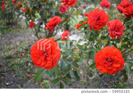 Roses red Roses red 59950185