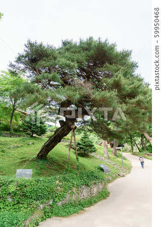 Beautiful wooden building of Andong traditional hanok in korea Beautiful wooden building of Andong traditional hanok in korea 59950468