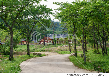 韓國安東傳統韓屋的美麗木製建築 59950472