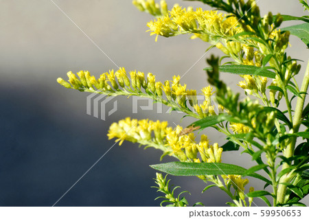 The yellow scorpiona flower that blooms in Mitaka Nakahara 59950653