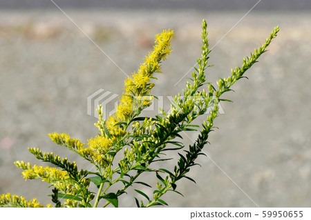 The yellow scorpiona flower that blooms in Mitaka Nakahara The yellow scorpiona flower that blooms in Mitaka Nakahara 59950655