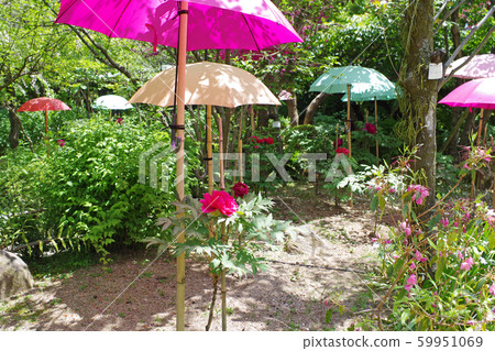 Shukkeien peony and sunshade umbrella 59951069