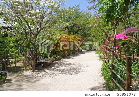 Path through Shukkeien when the peony blooms 59951078