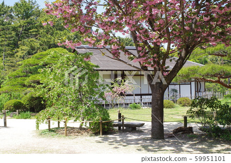 Cherry blossoms in Shukkeien Cherry blossoms in Shukkeien 59951101