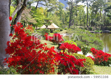 Shukukeien in Hiroshima in full bloom Shukukeien in Hiroshima in full bloom 59951108