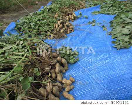 Peanuts Sun-dried 59951161