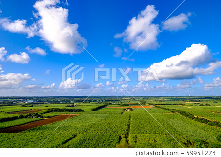 沖繩縣/南大島島/甘蔗田 59951273