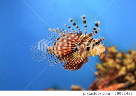 Hanamidokashigo 59951485