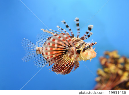 Hanamidokashigo 59951486