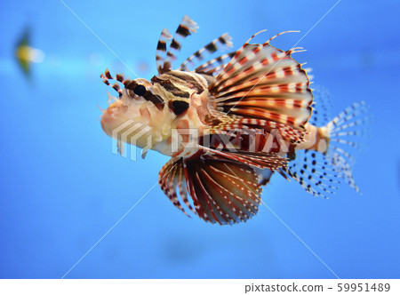 Hanamidokashigo Hanamidokashigo 59951489