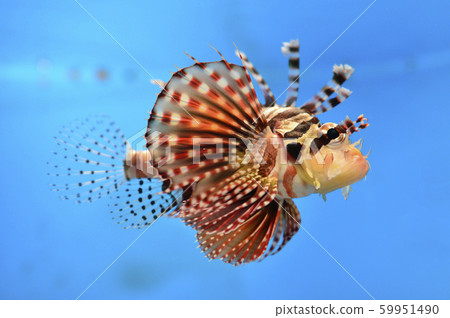 Hanamidokashigo 59951490