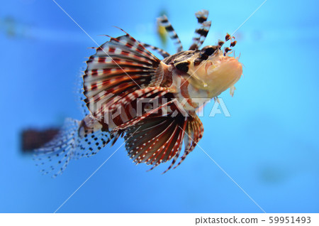 Hanturkey魚 59951493