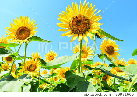Kiyose Sunflower Festival Kiyose City Kiyose Sunflower Festival Kiyose City 59951600