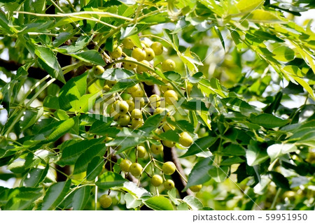 成為中原三鷹的不成熟仙丹的果實 成為中原三鷹的不成熟仙丹的果實 59951950