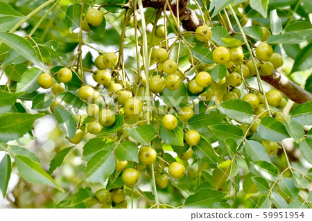 The fruit of the immature Sendan that becomes Mitaka Nakahara 59951954