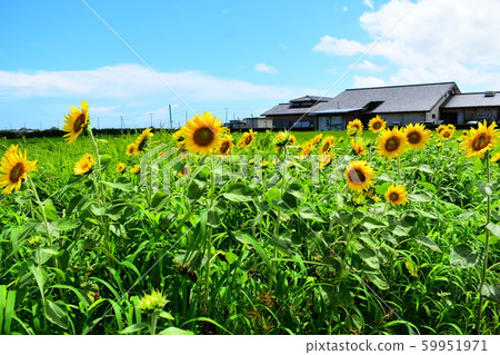Sunflower Hasunuma, Sanmu 59951971