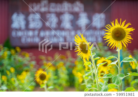 beautiful sunflower in sunflower garden beautiful sunflower in sunflower garden 59951981