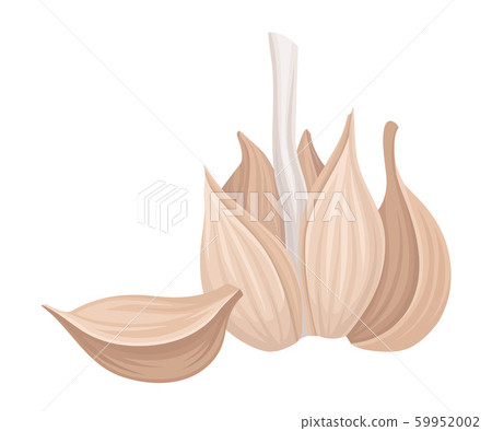 Cloves of Garlic Isolated On White Background Vector Item 59952002