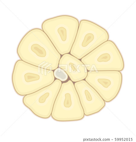 Whole Peeled Garlic Bulb Isolated On White Background Vector Element Whole Peeled Garlic Bulb Isolated On White Background Vector Element 59952015
