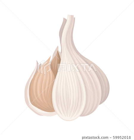 Garlic Bulb Isolated On White Background Vector Item 59952018
