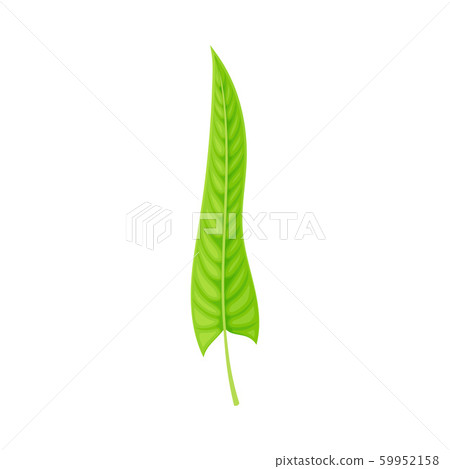 Green Leaf of Fern Isolated On White Background Vector illustration Green Leaf of Fern Isolated On White Background Vector illustration 59952158