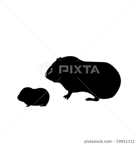 Silhouette of Guinea pig and young little Guinea pig Silhouette of Guinea pig and young little Guinea pig 59952312