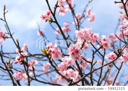 Scenery of Kawazu cherry tree Scenery of Kawazu cherry tree 59952315