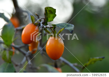 Royagaki大船花中心 59952635