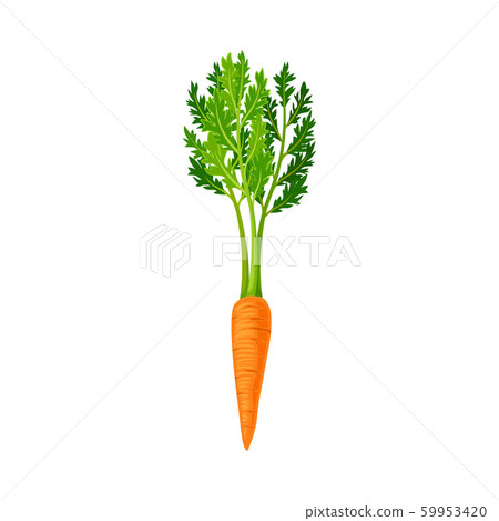 Whole Carrot With Thick Green Top Leaves Vector Element 59953420