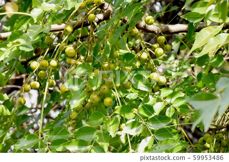 The fruit of the immature Sendan that becomes Mitaka Nakahara 59953486