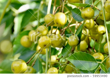 成為中原三鷹的不成熟仙丹的果實 成為中原三鷹的不成熟仙丹的果實 59953490