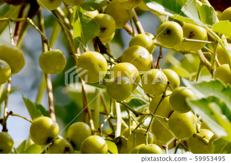 The fruit of the immature Sendan that becomes Mitaka Nakahara 59953495