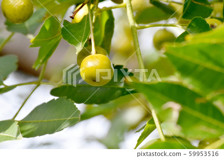 成為中原三鷹的不成熟仙丹的果實 成為中原三鷹的不成熟仙丹的果實 59953516