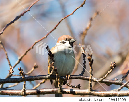 Sparrow 59953609