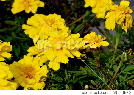Yellow marigold blooming in Mitaka Nakahara Yellow marigold blooming in Mitaka Nakahara 59953620