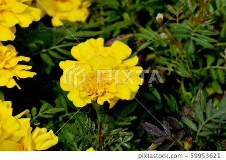 Yellow marigold blooming in Mitaka Nakahara Yellow marigold blooming in Mitaka Nakahara 59953621