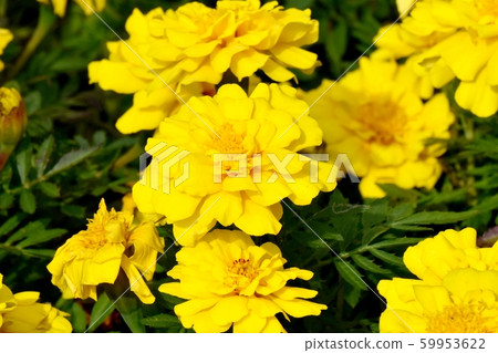 Yellow marigold blooming in Mitaka Nakahara 59953622