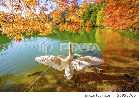 [Southern Alps] Lake Inaga Autumn leaves Shiratori 59953709